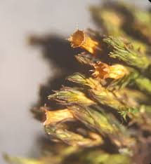 Attēlu rezultāti vaicājumam “Orthotrichum cupulatum var. riparium”