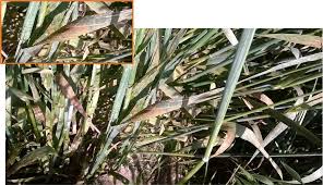 Attēlu rezultāti vaicājumam “Puccinia coronata”