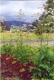 Image result for Valeriana officinalis