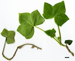 Attēlu rezultāti vaicājumam “Hedera helix  leaf”