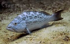 Image result for Mycteroperca olfax