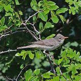 Image result for Hippolais olivetorum