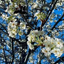 Attēlu rezultāti vaicājumam “Pyrus”