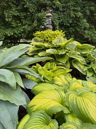 Image result for Hosta Warpaint