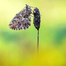 Attēlu rezultāti vaicājumam “Leucorrhinia pectoralis female”