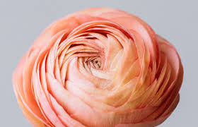 Attēlu rezultāti vaicājumam “Ranunculus mendax flower”