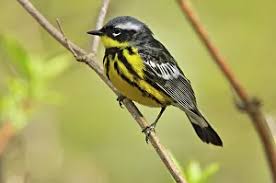 Image result for Dendroica magnolia