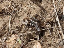 Attēlu rezultāti vaicājumam “Exoprosopa capucina”