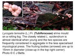 Attēlu rezultāti vaicājumam “Tubiferaceae”