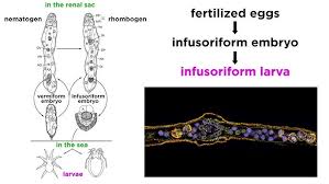 Attēlu rezultāti vaicājumam “Cystiphora sanguinea larva”