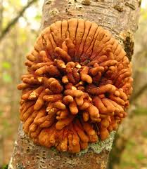 Attēlu rezultāti vaicājumam “Hypocrea rufa”