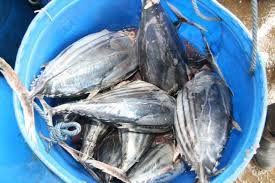 Image result for Katsuwonus pelamis