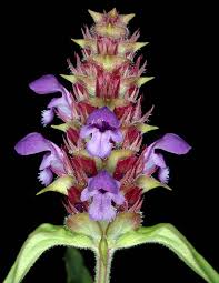 Attēlu rezultāti vaicājumam “Prunella vulgaris flower”