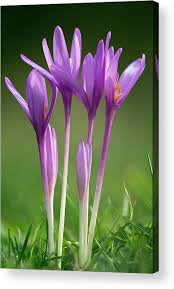 Attēlu rezultāti vaicājumam “Colchicum autumnale”