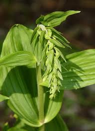 Attēlu rezultāti vaicājumam “Epipactis helleborine leaf”