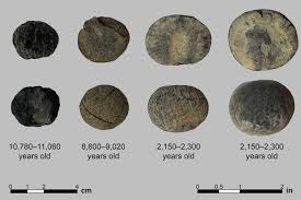 「アボカド大臣」の画像検索結果