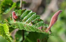 Attēlu rezultāti vaicājumam “Tetraneura ulmi”