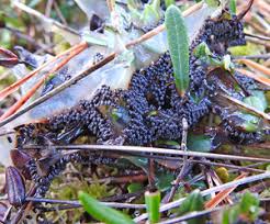 Attēlu rezultāti vaicājumam “Badhamia lilacina macro”