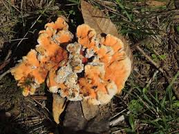 Attēlu rezultāti vaicājumam “Hydnellum sp.”