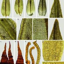 Attēlu rezultāti vaicājumam “Schistidium robustum”