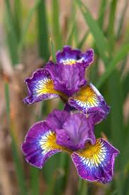 Attēlu rezultāti vaicājumam “Iris sibirica flower”