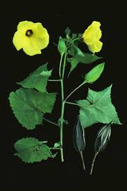 Image result for Abelmoschus moschatus