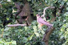 Attēlu rezultāti vaicājumam “Falco subbuteo adult”