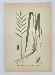 Attēlu rezultāti vaicājumam “Brachypodium pinnatum”