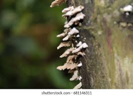 Attēlu rezultāti vaicājumam “Phleogena faginea stalked”