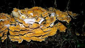 Attēlu rezultāti vaicājumam “Laetiporus sulphureus”