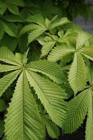 Attēlu rezultāti vaicājumam “Aesculus x neglecta”