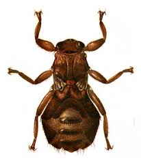 Attēlu rezultāti vaicājumam “Lipoptena cervi”