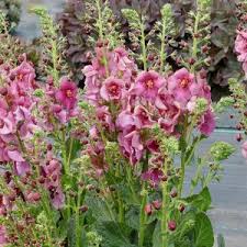Image result for Verbascum nigrum