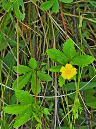 Attēlu rezultāti vaicājumam “Potentilla erecta leaf”