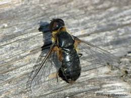 Attēlu rezultāti vaicājumam “Bombyliidae”