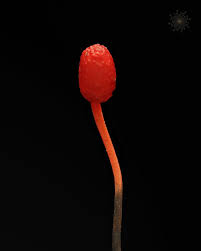 Attēlu rezultāti vaicājumam “Physarum murinum spores”