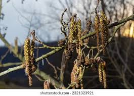 Attēlu rezultāti vaicājumam “Alnus glutinosa flower”
