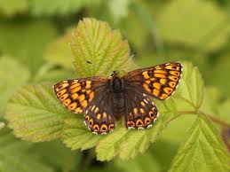 Attēlu rezultāti vaicājumam “Hamearis lucina”