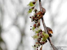 Attēlu rezultāti vaicājumam “Ulmus laevis flower”
