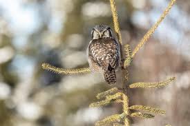 Image result for Surnia ulula