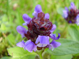 Attēlu rezultāti vaicājumam “Prunella vulgaris”