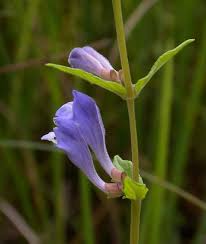 Attēlu rezultāti vaicājumam “Scutellaria galericulata leaf”