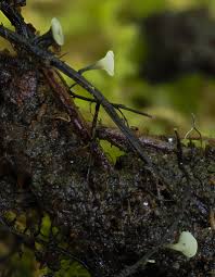 Attēlu rezultāti vaicājumam “Hymenoscyphus sp.”