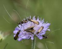 Attēlu rezultāti vaicājumam “Nemophora metallica”