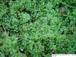 Attēlu rezultāti vaicājumam “Serpoleskea subtilis”