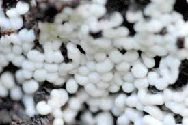 Attēlu rezultāti vaicājumam “Diderma chondrioderma”