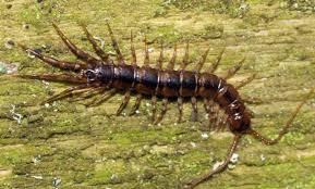 Attēlu rezultāti vaicājumam “Myriapoda”