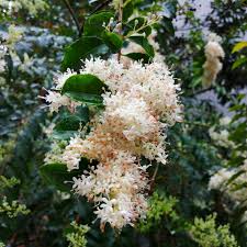 Attēlu rezultāti vaicājumam “Syringa reticulata subsp. amurensis”