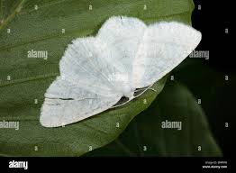 Attēlu rezultāti vaicājumam “Cabera pusaria male”