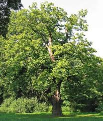 Attēlu rezultāti vaicājumam “Castanea sativa”